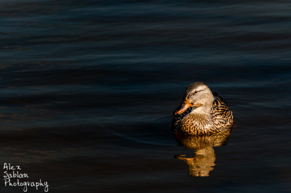 Quack