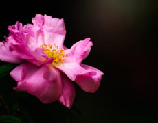 Flowers in Bloom – Dayton Photographer Alex Sablan